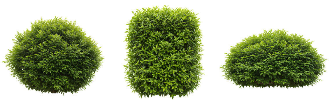 Green bush set PNG. bushy bush isolated for landscape design, garden visuals and outdoor environment elements. Bushy green shrub PNG. Set of shrubs isolated