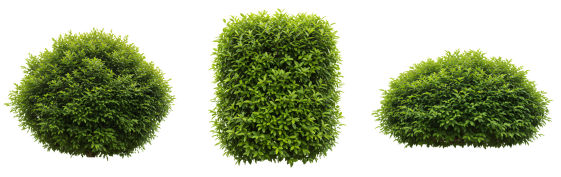 Green bush set PNG. bushy bush isolated for landscape design, garden visuals and outdoor environment elements. Bushy green shrub PNG. Set of shrubs isolated