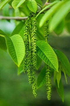 Close-up of walnut tree foliage and catkins