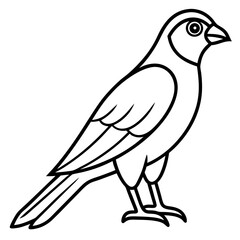 Obraz premium Minimal Sparrowhawk Sketch