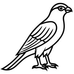 Obraz premium Minimal Sparrowhawk Sketch