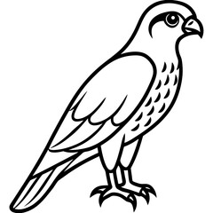 Minimal Sparrowhawk Sketch