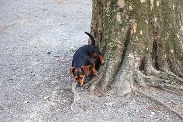 Ein Hund strullert an einem Baum.
