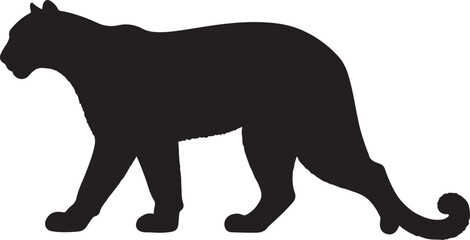 Colombian cougar in silhouette purw white background.