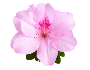 Thumbnail sized pink flower bush with vibrant petals and realistic foliage. The image