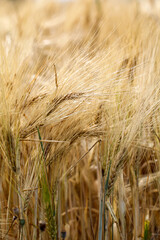 Reife Gerste auf einem Feld.