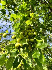 A tree with green unripe mirabelle plums in summer