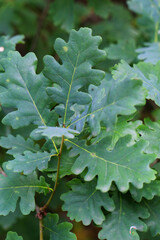 Zweig einer Eiche, Eichenbaum.