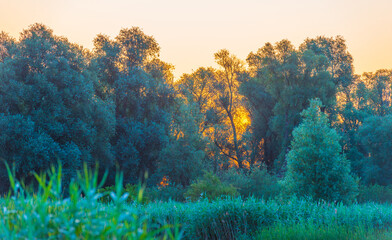 The edge of a lake in the light of sunrise in summer, Oostvaardersveld, Almere, Flevoland, The...