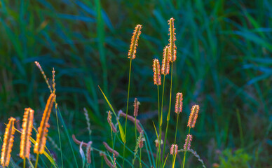 The edge of a lake in the light of sunrise in summer, Oostvaardersveld, Almere, Flevoland, The Netherlands, June 29, 2025
