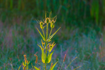 The edge of a lake in the light of sunrise in summer, Oostvaardersveld, Almere, Flevoland, The Netherlands, June 29, 2025