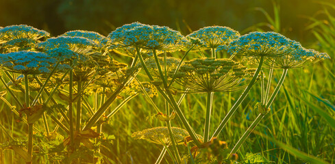 The edge of a lake in the light of sunrise in summer, Oostvaardersveld, Almere, Flevoland, The Netherlands, June 29, 2025