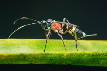 Ichneumon wasp standing on a green leaf: exploring wildlife in macro photography