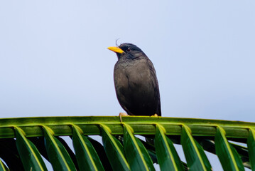White-vented myna perched on palm leaf against blue sky