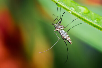 Asian tiger mosquito resting on green leaf after rain