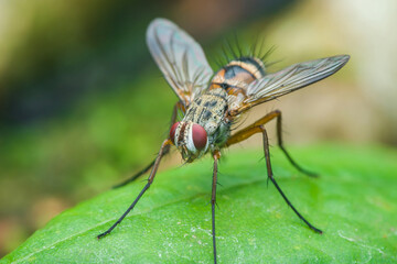 Tachinid fly standing on green leaf in nature