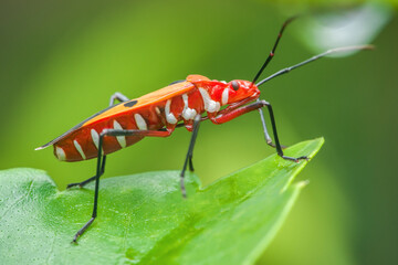 Red cotton stainer bug standing on green leaf