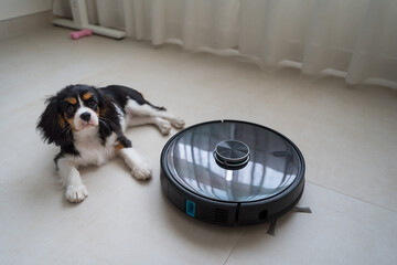 Playful puppy with a robot vacuum on the floor