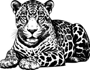 Black And White Jaguar Sketch