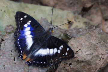 The Indian Emperor feeding on a wet stone.
