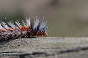 Caterpillar on a Fence