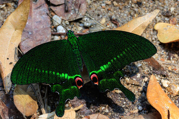 The Paris Peacock butterfly standing on the ground