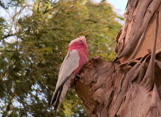 Tropical Bird on a Tree