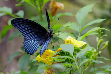 The Great Mormon butterfly feeding on flowers