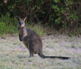A Wallaby in the wild.