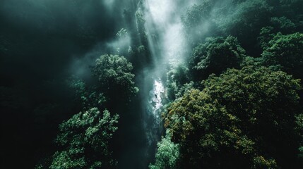 Captivating Aerial Drone Descent Through Misty Jungle Canopy: Vertical View of Lush Greenery and Enchanting Nature Landscape