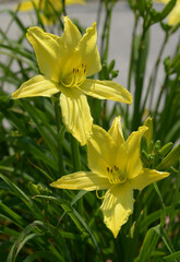 Obraz premium ヘメロカリス・ハドソンバレー