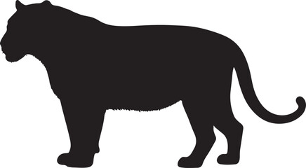 Sumatran tiger in silhouette pure white background.