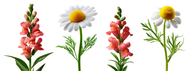 Daisy and snapdragon flower stems with green leaves