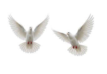 Two white doves are in flight, symbolizing peace and freedom. Great for logos, backgrounds, or designs promoting peace and unity isolated on white or transparent background. PNG