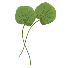 Leaf hand drawn, minimalist centella asiatica leaf vector,centella asiatica plant,facial care,natural herbal medicinal plants