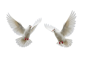 Two white doves are in flight, symbolizing peace and freedom. Great for logos, backgrounds, or designs promoting peace and unity isolated on white or transparent background. PNG