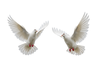 Two white doves are in flight, symbolizing peace and freedom. Great for logos, backgrounds, or designs promoting peace and unity isolated on white or transparent background. PNG
