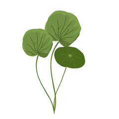 Leaf hand drawn, minimalist centella asiatica leaf vector,centella asiatica plant,facial care,natural herbal medicinal plants