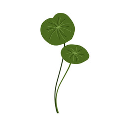 Leaf hand drawn, minimalist centella asiatica leaf vector,centella asiatica plant,facial care,natural herbal medicinal plants