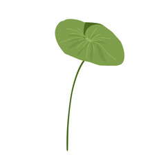 Leaf hand drawn, minimalist centella asiatica leaf vector,centella asiatica plant,facial care,natural herbal medicinal plants
