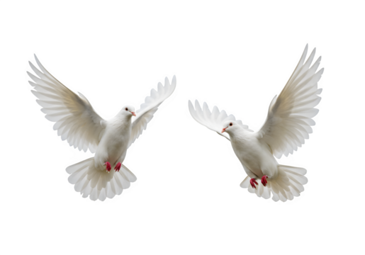 Two white doves are in flight, symbolizing peace and freedom. Great for logos, backgrounds, or designs promoting peace and unity isolated on white or transparent background. PNG