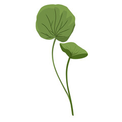Leaf hand drawn, minimalist centella asiatica leaf vector,centella asiatica plant,facial care,natural herbal medicinal plants