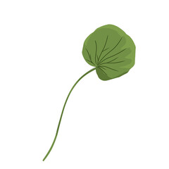 Leaf hand drawn, minimalist centella asiatica leaf vector,centella asiatica plant,facial care,natural herbal medicinal plants