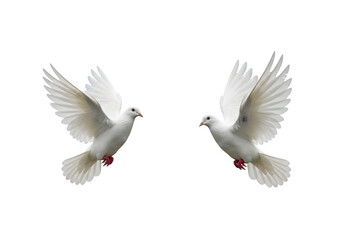Two white doves are in flight, symbolizing peace and freedom. Great for logos, backgrounds, or designs promoting peace and unity isolated on white or transparent background. PNG