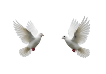 Two white doves are in flight, symbolizing peace and freedom. Great for logos, backgrounds, or designs promoting peace and unity isolated on white or transparent background. PNG