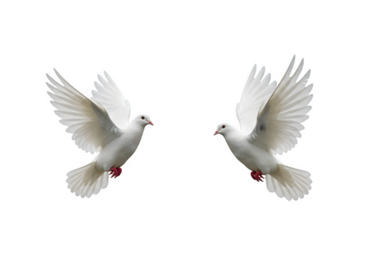 Two white doves are in flight, symbolizing peace and freedom. Great for logos, backgrounds, or designs promoting peace and unity isolated on white or transparent background. PNG