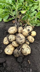 Freshly Dug Potatoes with Plant on Fertile Soil – A Symbol of Abundant Harvest