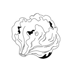 Cabbage in cartoon style with smooth leafy pattern, black outline on white