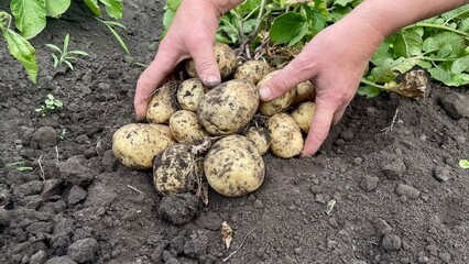 Freshly dug young potatoes in soil, hands harvesting crop