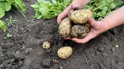 Freshly Harvested Potatoes in Hands from Organic Garden Soil